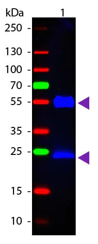 Western blot - Goat Anti-Mouse IgG H&L (FITC) preadsorbed (AB7064)