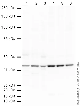 Western blot - Goat Anti-Mouse IgG H&L (HRP) (AB205719)