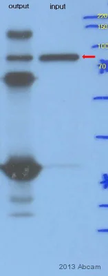 Immunoprecipitation - Goat Anti-Mouse IgG H&L (HRP) (AB6789)