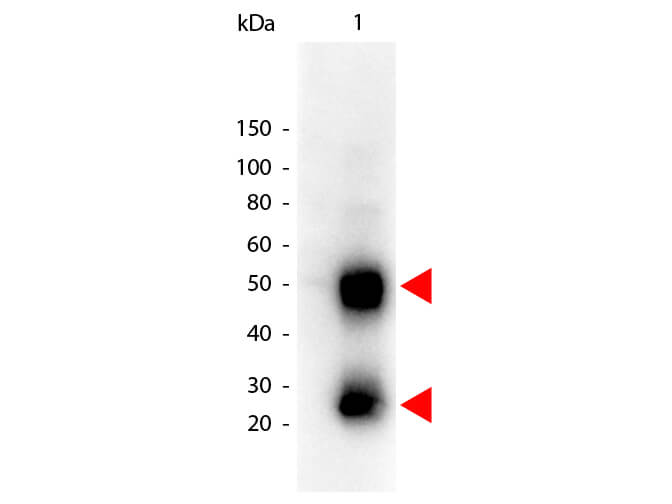 Western blot - Goat Anti-Mouse IgG H&L (HRP) (ab6789), expandable thumbnail