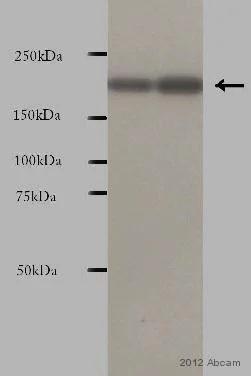 Western blot - Goat Anti-Mouse IgG H&L (HRP) (AB6789)