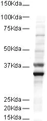 Western blot - Goat Anti-Mouse IgG H&L (HRP) (AB6789)