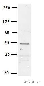 Western blot - Goat Anti-Mouse IgG H&L (HRP) (AB97023), expandable thumbnail