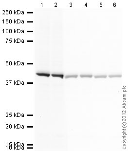 Western blot - Goat Anti-Mouse IgG H&L (HRP) (AB97023), expandable thumbnail