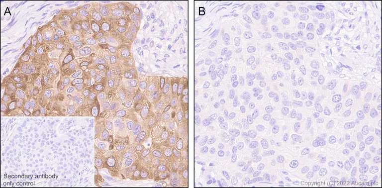 Immunohistochemistry (Formalin/PFA-fixed paraffin-embedded sections) - Goat Anti-Mouse IgG H&L (HRP polymer) (AB214879)