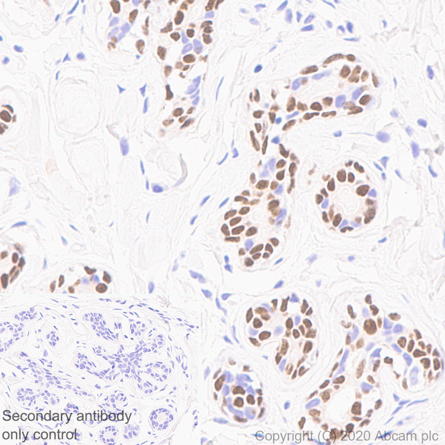 Immunohistochemistry (Formalin/PFA-fixed paraffin-embedded sections) - Goat Anti-Mouse IgG H&L (HRP polymer) (AB214879), expandable thumbnail