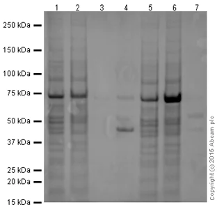 Immunoprecipitation - Goat Anti-Mouse IgG H&L (HRP) preadsorbed (AB97040)
