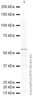 Western blot - Goat Anti-Mouse IgG H&L (HRP) preadsorbed (AB97040)