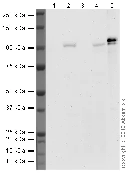 Western blot - Goat Anti-Mouse IgG H&L (HRP) preadsorbed (AB97040)