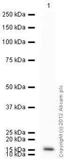 Western blot - Goat Anti-Mouse IgG H&L (HRP) preadsorbed (AB97040)