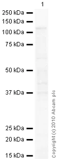 Western blot - Goat Anti-Mouse IgG H&L (HRP) preadsorbed (AB97040)