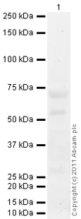 Western blot - Goat Anti-Mouse IgG H&L (HRP) preadsorbed (AB97040)