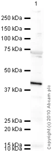 Western blot - Goat Anti-Mouse IgG H&L (HRP) preadsorbed (AB97040)