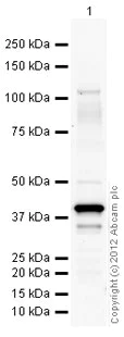 Western blot - Goat Anti-Mouse IgG H&L (HRP) preadsorbed (AB97040)