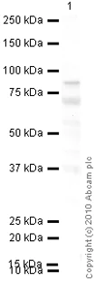 Western blot - Goat Anti-Mouse IgG H&L (HRP) preadsorbed (AB97040)