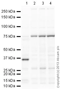 Western blot - Goat Anti-Mouse IgG H&L (HRP) preadsorbed (AB97040)