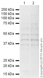 Western blot - Goat Anti-Mouse IgG H&L (HRP) preadsorbed (AB97040)