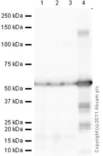 Western blot - Goat Anti-Mouse IgG H&L (HRP) preadsorbed (AB97040)