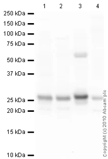 Western blot - Goat Anti-Mouse IgG H&L (HRP) preadsorbed (AB97040)