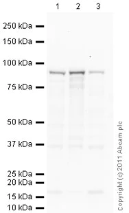 Western blot - Goat Anti-Mouse IgG H&L (HRP) preadsorbed (AB97040)