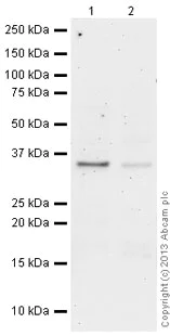 Western blot - Goat Anti-Mouse IgG H&L (HRP) preadsorbed (AB97040)