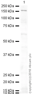 Western blot - Goat Anti-Mouse IgG H&L (HRP) preadsorbed (AB97040)