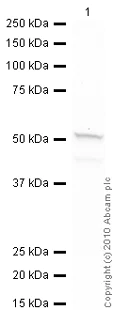 Western blot - Goat Anti-Mouse IgG H&L (HRP) preadsorbed (AB97040)