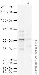 Western blot - Goat Anti-Mouse IgG H&L (HRP) preadsorbed (AB97040)