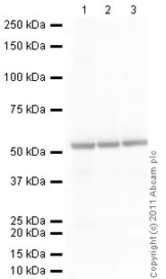 Western blot - Goat Anti-Mouse IgG H&L (HRP) preadsorbed (AB97040)