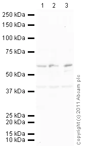 Western blot - Goat Anti-Mouse IgG H&L (HRP) preadsorbed (AB97040)