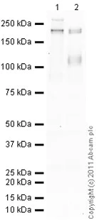 Western blot - Goat Anti-Mouse IgG H&L (HRP) preadsorbed (AB97040)