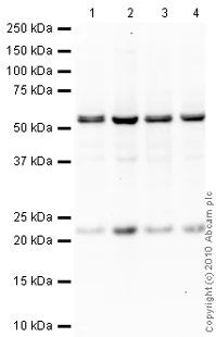 Western blot - Goat Anti-Mouse IgG H&L (HRP) preadsorbed (AB97040)