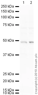Western blot - Goat Anti-Mouse IgG H&L (HRP) preadsorbed (AB97040)