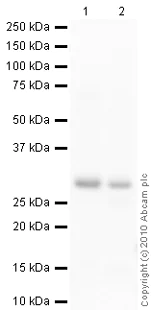 Western blot - Goat Anti-Mouse IgG H&L (HRP) preadsorbed (AB97040)