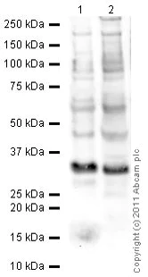 Western blot - Goat Anti-Mouse IgG H&L (HRP) preadsorbed (AB97040)