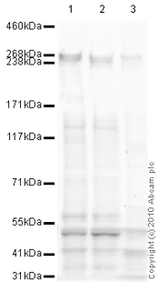 Western blot - Goat Anti-Mouse IgG H&L (HRP) preadsorbed (AB97040)