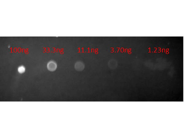 Dot Blot - Goat Anti-Mouse IgG H&L (Texas Red ®) (AB6787), expandable thumbnail