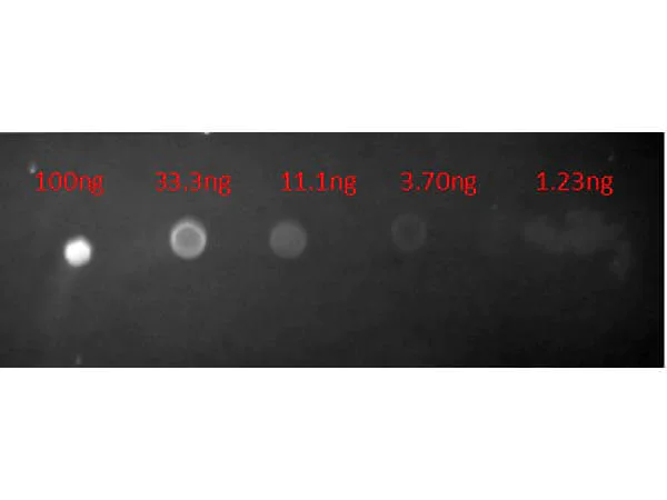 Dot Blot - Goat Anti-Mouse IgG H&L (Texas Red ®) (AB6787)