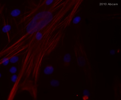 Immunocytochemistry/ Immunofluorescence - Goat Anti-Mouse IgG H&L (Texas Red ®) (AB6787), expandable thumbnail