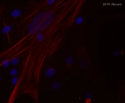 Immunocytochemistry/ Immunofluorescence - Goat Anti-Mouse IgG H&L (Texas Red ®) (AB6787)
