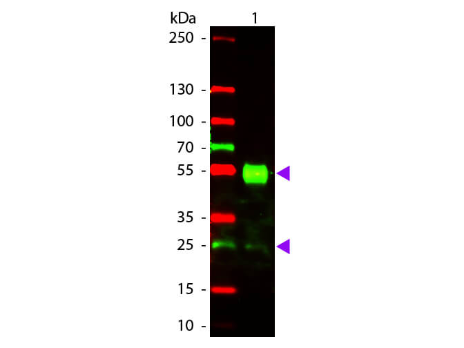 Western blot - Goat Anti-Mouse IgG H&L (Texas Red ®) preadsorbed (AB7066), expandable thumbnail