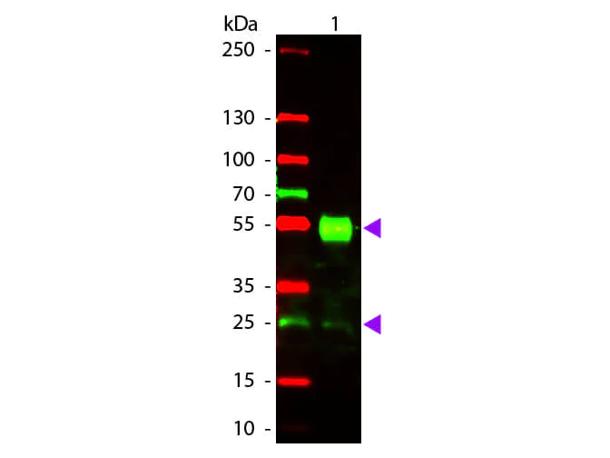 Western blot - Goat Anti-Mouse IgG H&L (Texas Red ®) preadsorbed (AB7066)