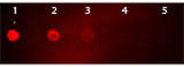 Dot Blot - Goat Anti-Mouse IgG H&L (TRITC) (AB6786), expandable thumbnail