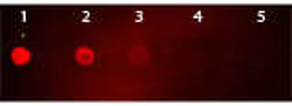 Dot Blot - Goat Anti-Mouse IgG H&L (TRITC) (AB6786)
