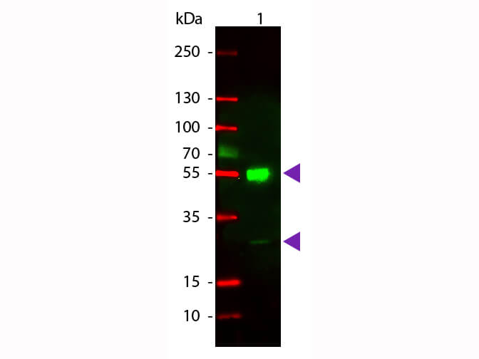 Western blot - Goat Anti-Mouse IgG H&L (TRITC) (AB6786), expandable thumbnail