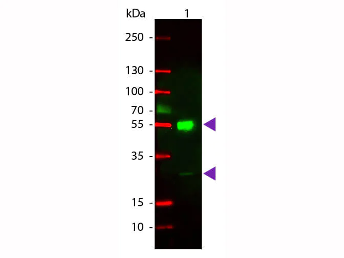 Western blot - Goat Anti-Mouse IgG H&L (TRITC) (AB6786)