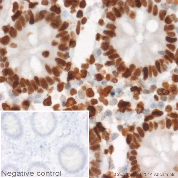 Immunohistochemistry (Formalin/PFA-fixed paraffin-embedded sections) - Goat Anti-Mouse IgG1 (HRP) (AB97240)