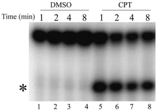 Western blot - Goat Anti-Mouse IgG1 (HRP) (AB97240)