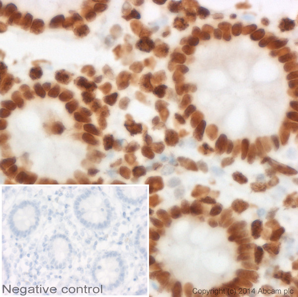 Immunohistochemistry (Formalin/PFA-fixed paraffin-embedded sections) - Goat Anti-Mouse IgG1 (HRP) preadsorbed (AB98693), expandable thumbnail