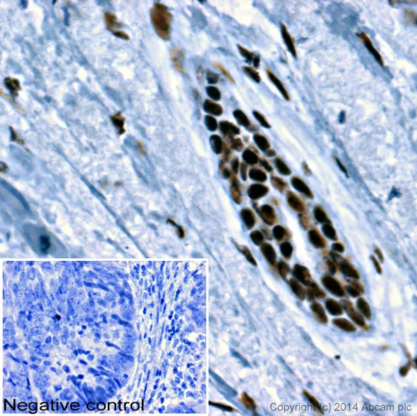 Immunohistochemistry (Formalin/PFA-fixed paraffin-embedded sections) - Goat Anti-Mouse IgG2a heavy chain (HRP) (AB97245)